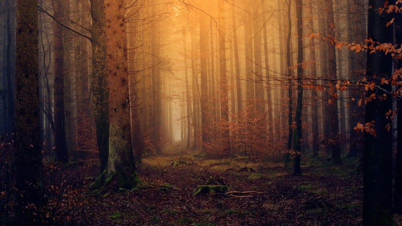 Mystical Woodland Retreat